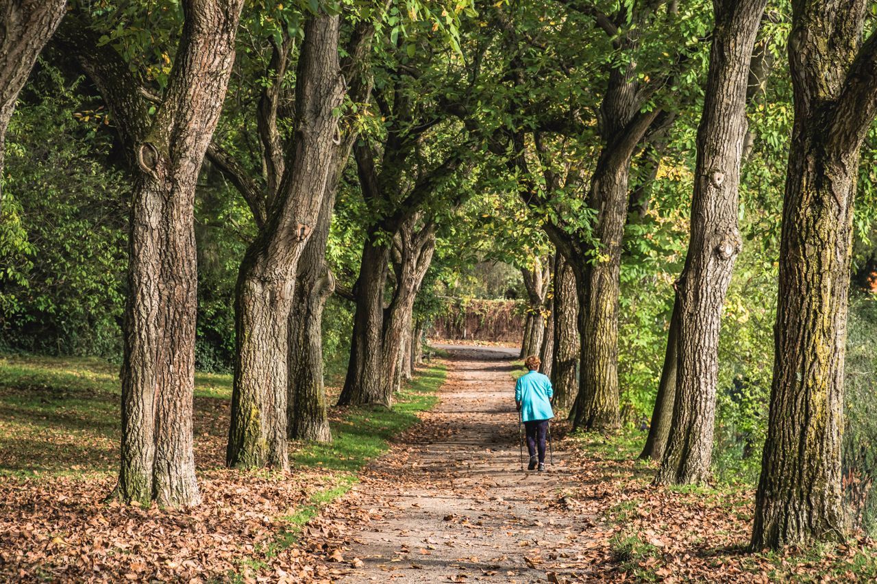 Person walking alone down a tree-lined autumn path with fallen leaves